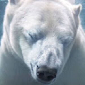 Meet your Posher, Sunny